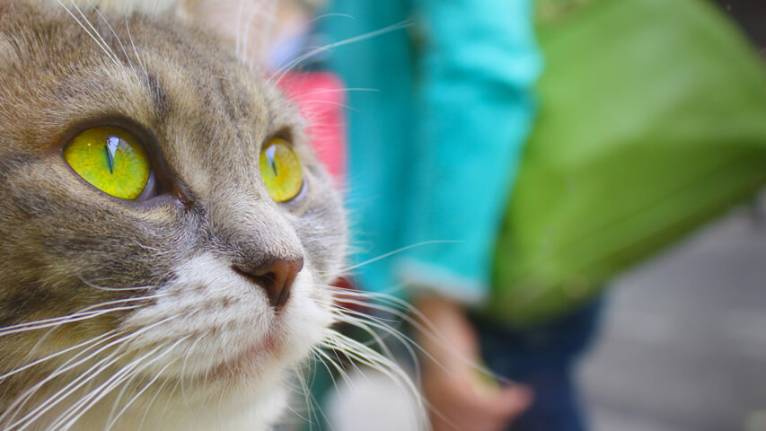 Cat's eyes