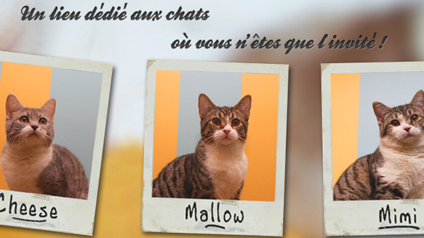 Matou's ID
